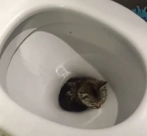 bowl toilet seat plumbing fixture