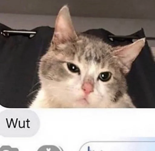 кошки малого и среднего размера СМС кошачьи