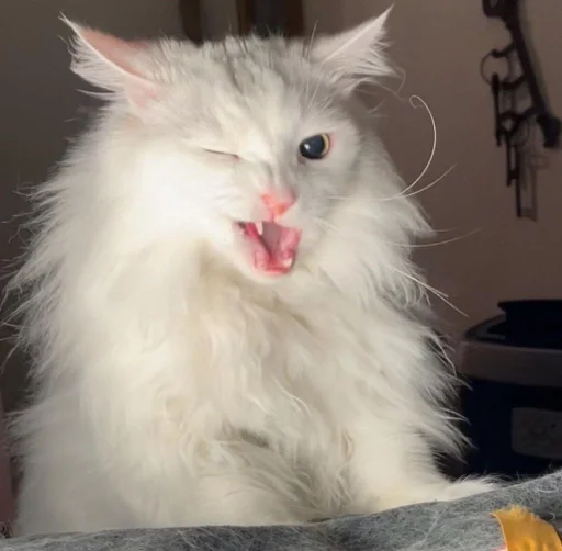 млекопитающее животное кошка