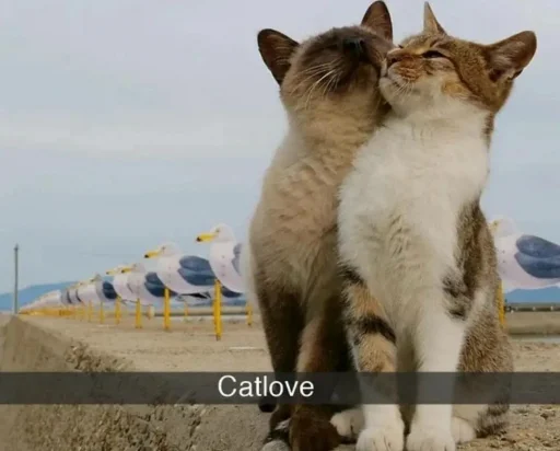 mammal animal domestic cat