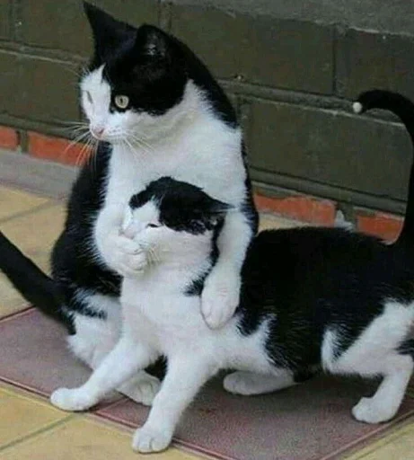 mammal domestic cat cat