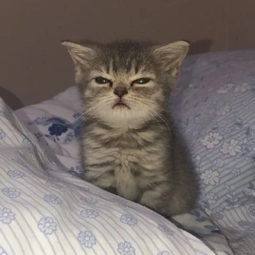 животное кошка кошки малого и среднего размера