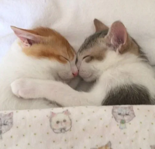 млекопитающее кошки малого и среднего размера животное