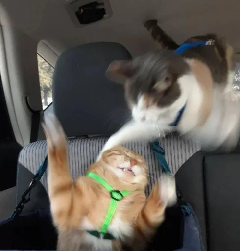 животное автомобиль кошки малого и среднего размера