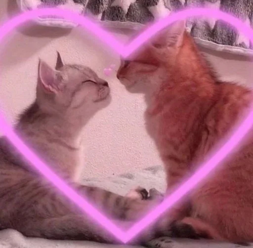 кошки малого и среднего размера животное кошачьи