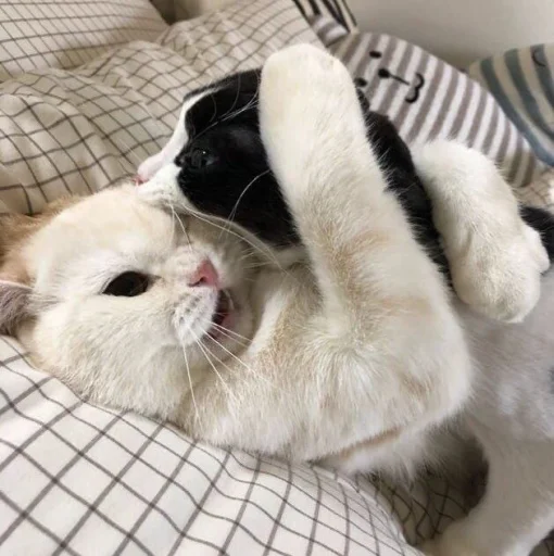 млекопитающее животное кошки малого и среднего размера