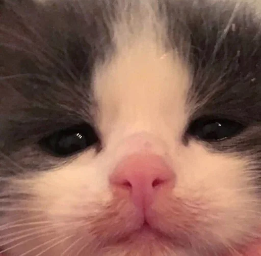 млекопитающее животное кошка