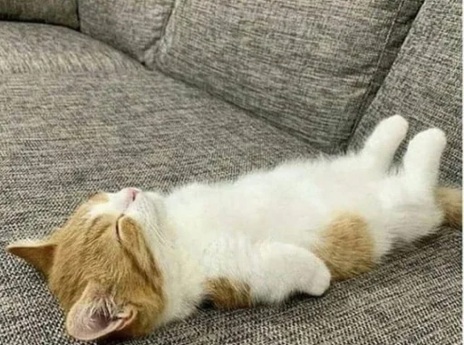 животное млекопитающее кошки малого и среднего размера