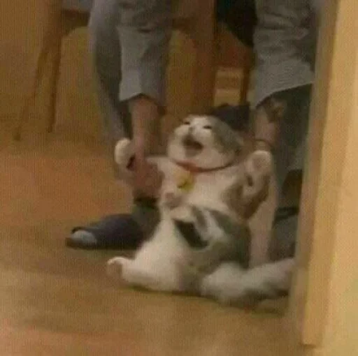 комнатный животное Человек