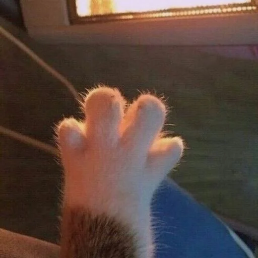 Стикер ♡𝙠𝙞𝙩𝙩𝙚𝙣𝙨 𝙗𝙮 @whirlpooll♡ - 5