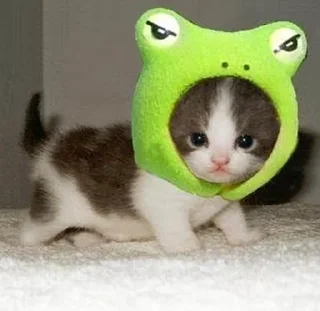 Стикер ♡𝙠𝙞𝙩𝙩𝙚𝙣𝙨 𝙗𝙮 @whirlpooll♡ - 1