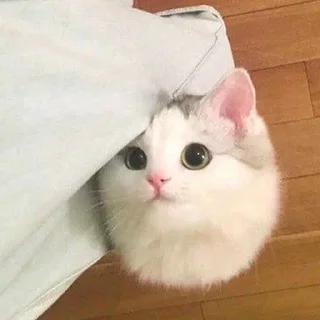 Стикер ♡𝙠𝙞𝙩𝙩𝙚𝙣𝙨 𝙗𝙮 @whirlpooll♡ - 2