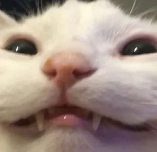 Стикер ♡𝙠𝙞𝙩𝙩𝙚𝙣𝙨 𝙗𝙮 @whirlpooll♡ - 8