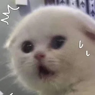 Стикер ♡𝙠𝙞𝙩𝙩𝙚𝙣𝙨 𝙗𝙮 @whirlpooll♡ - 6