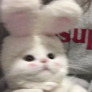 Стикер ♡𝙠𝙞𝙩𝙩𝙚𝙣𝙨 𝙗𝙮 @whirlpooll♡ - 10