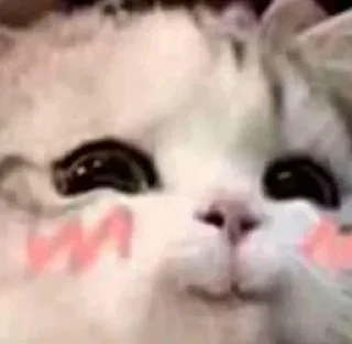 Стикер ♡𝙠𝙞𝙩𝙩𝙚𝙣𝙨 𝙗𝙮 @whirlpooll♡ - 7