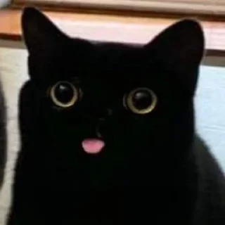 Стикер ♡𝙠𝙞𝙩𝙩𝙚𝙣𝙨 𝙗𝙮 @whirlpooll♡ - 0