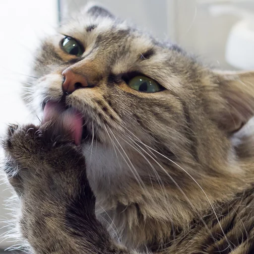 Sticker fataway - 11