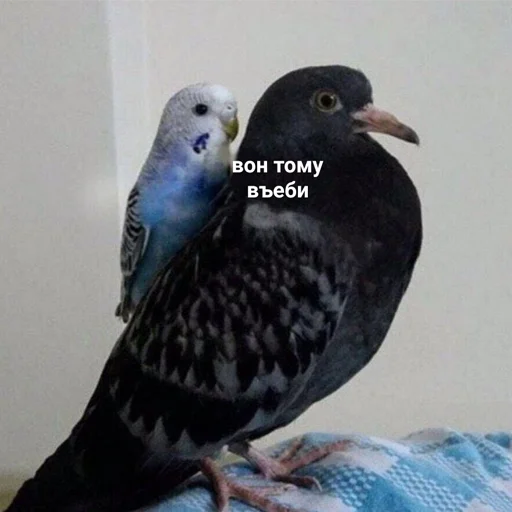 Стикер k1ndEmoji - 1