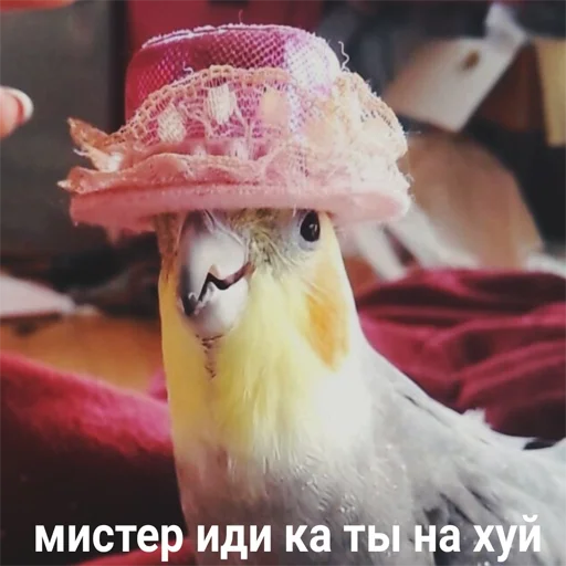 Стикер k1ndEmoji - 0