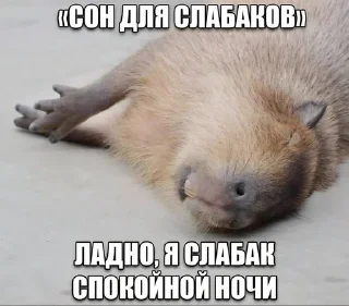 Sticker мемы - 0