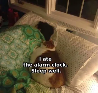 Sticker мемы - 6