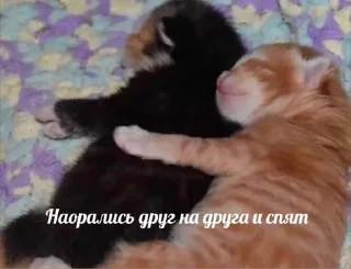 Sticker мемы - 2