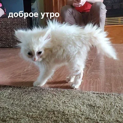 Sticker kDFNWFxPV_by_stickers_stealer_bot - 1