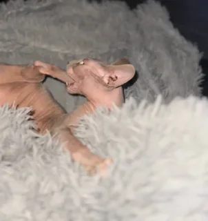 Стикер Создать Стикеры 👉@EmojiCatalogbot - 10