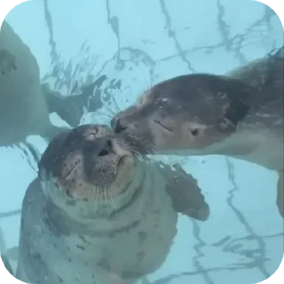 Sticker Больше стиков тут: @stikery4 - 7