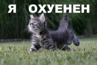 Стикер Больше стикеров: @sticerru - 0