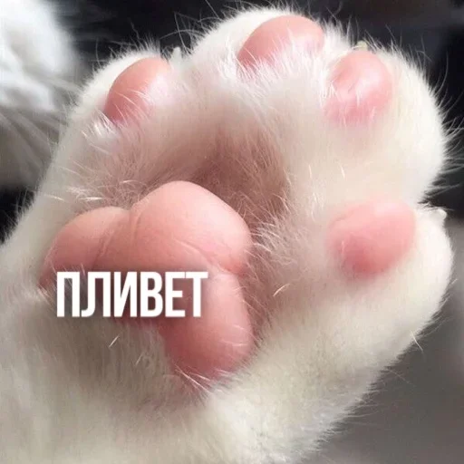 Больше стиков тут: @stikery4 - 