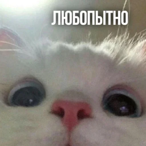 Sticker kXtKShy_by_achestickbot - 1