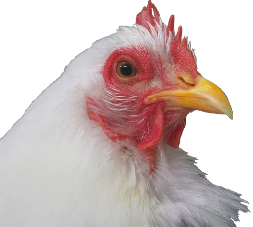 Стикер porkys - 4