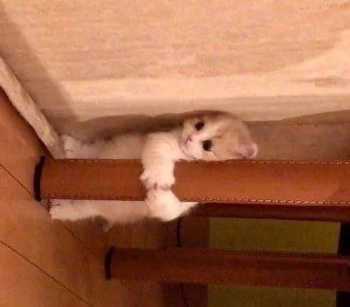 indoor mammal animal