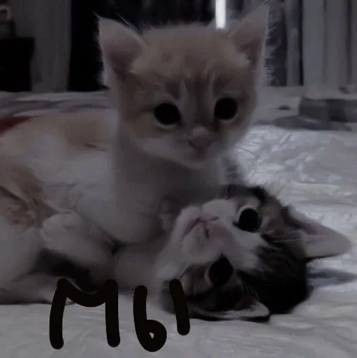 domestic cat small to medium-sized cats animal