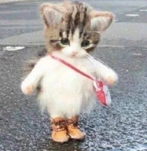 mammal animal domestic cat