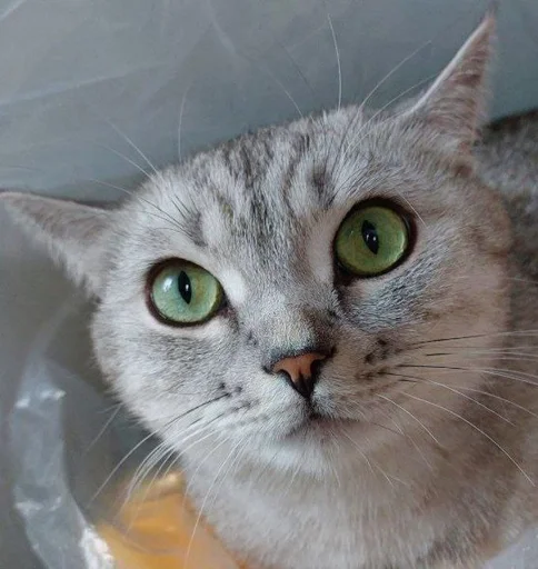 cat small to medium-sized cats whiskers