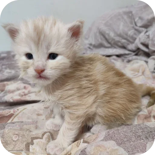 Sticker kaka9017 - 1