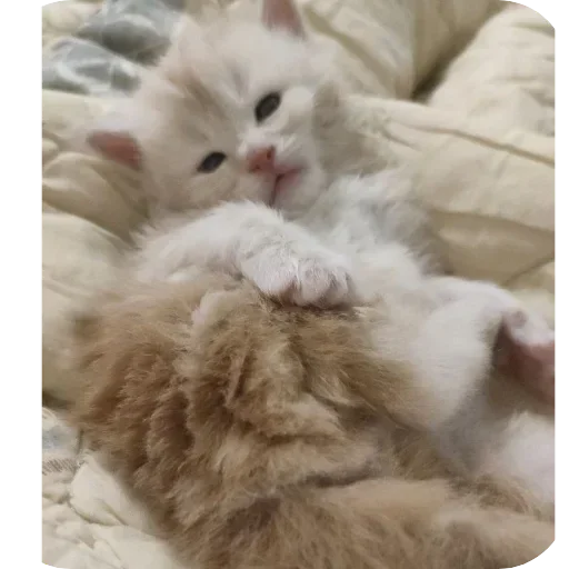 Sticker kaka9017 - 1