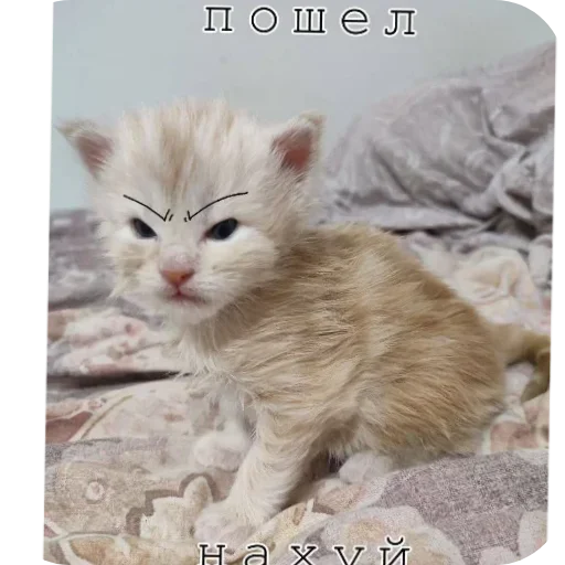 Sticker kaka9017 - 1