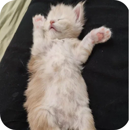 Sticker kaka9017 - 1