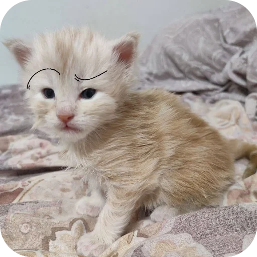 Sticker kaka9017 - 1