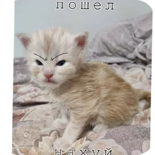 Стикер кака - 5