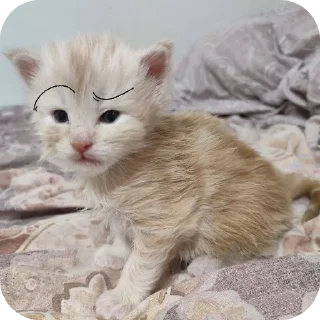 Стикер кака - 1