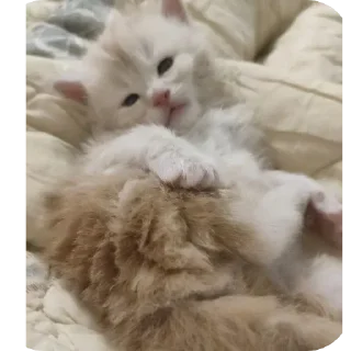 Стикер кака - 6