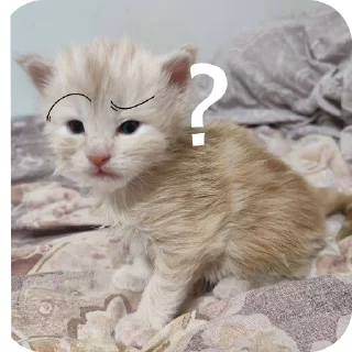 Стикер кака - 4