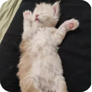 Стикер кака - 3