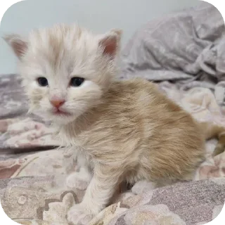 Стикер кака - 7