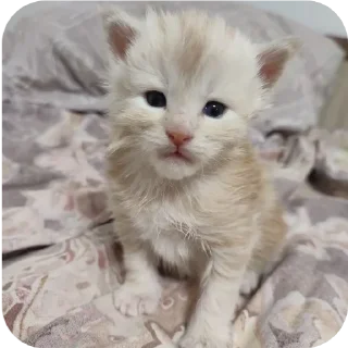 Стикер кака - 10